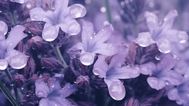 Wallpaper:-Bkkdigxali= Purple Flower